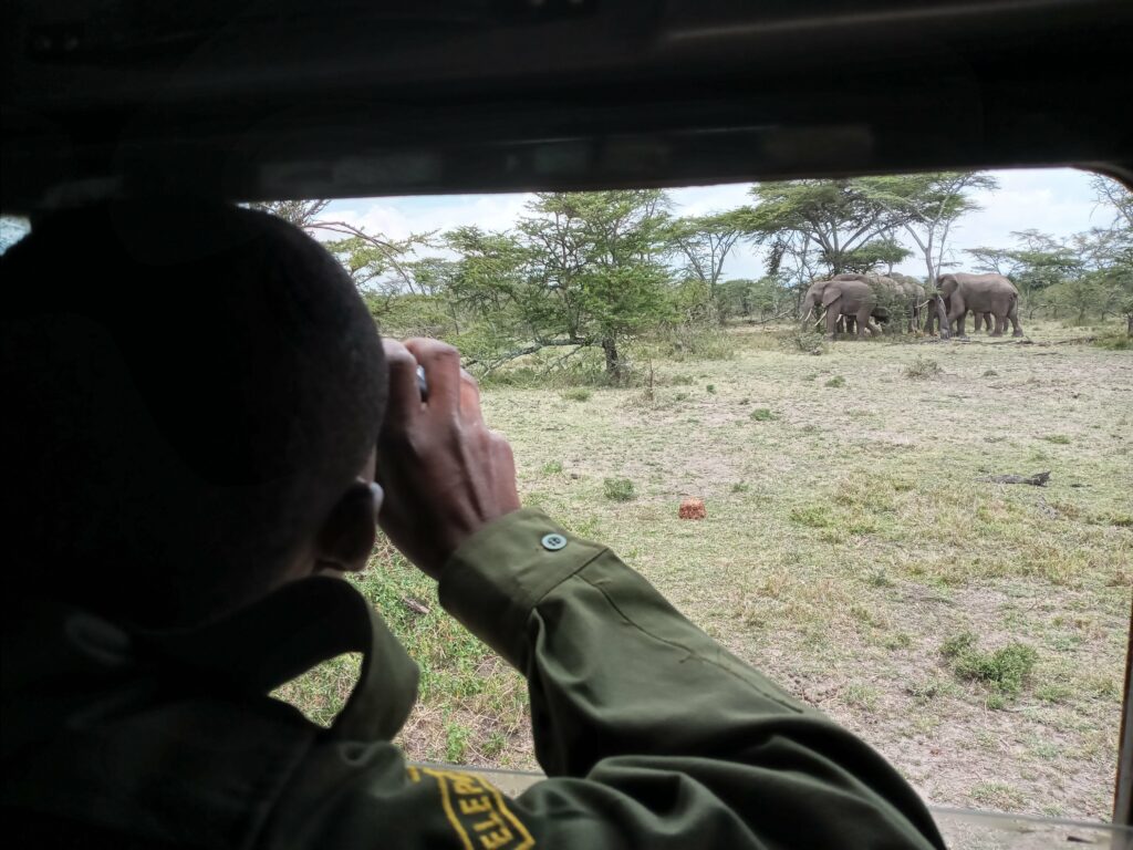 Ranger observing elephants in the distance from a vehicle.