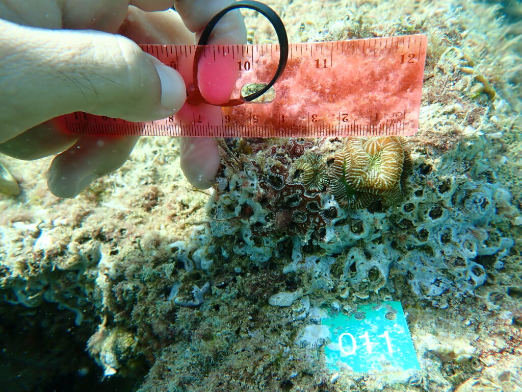 Hand holding a ruler to measure coral underwater.