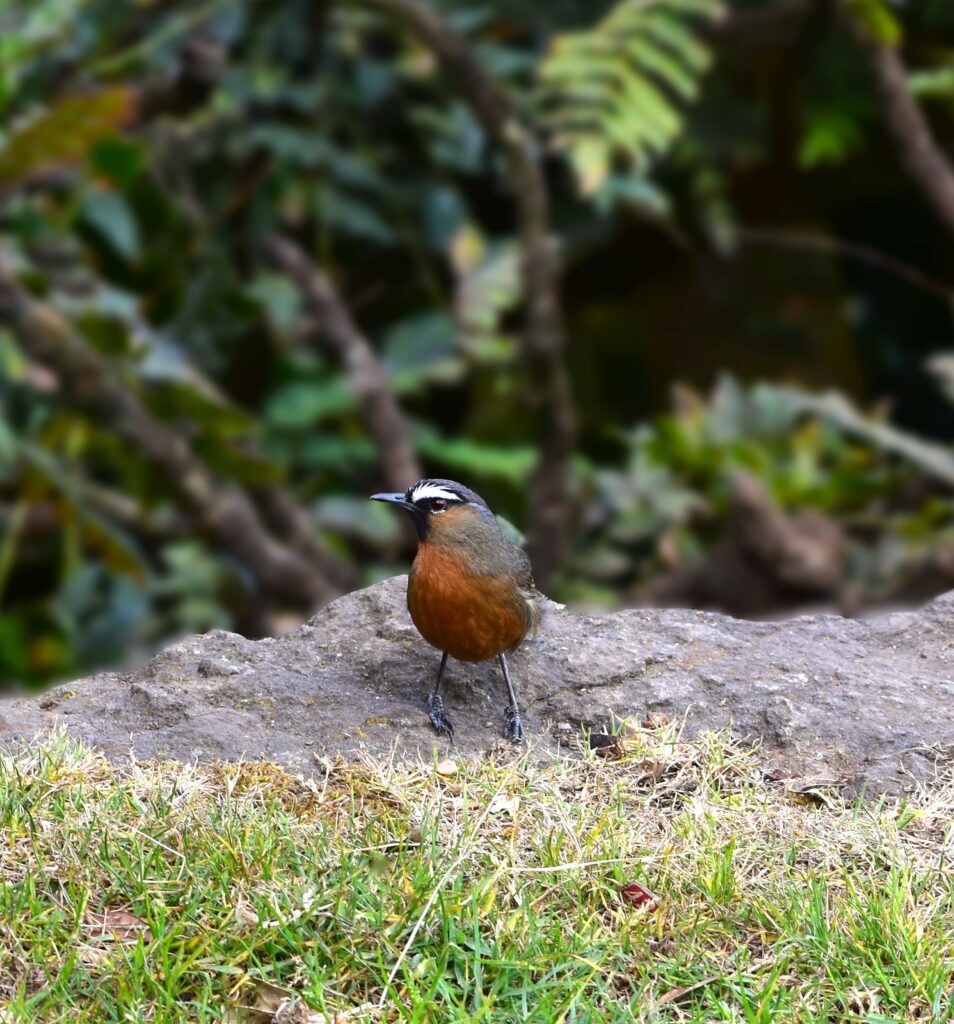 Small bird with rust-colored chest and gray wings stands on a rock