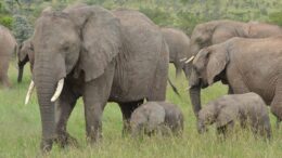 Adult and baby elephants in tall grass.