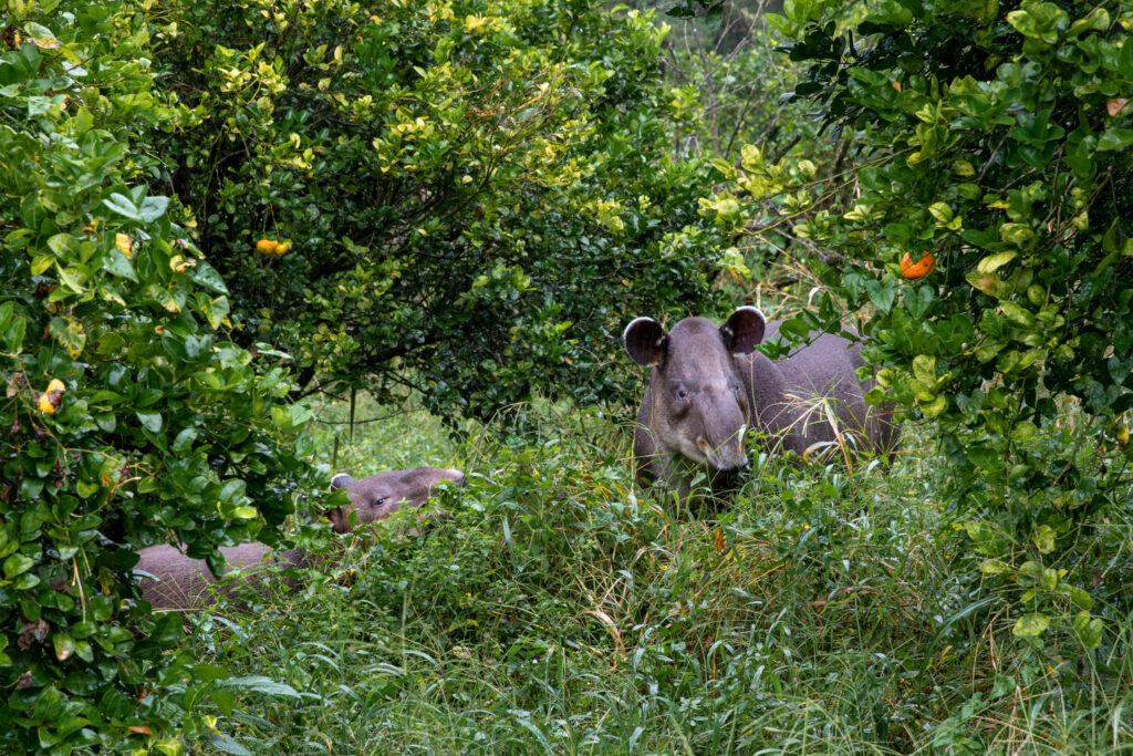 Two tapirs' heads peak out of the bushes.
