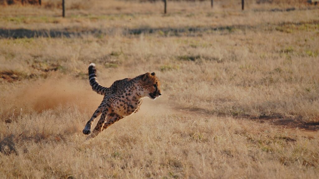 Cheetah running in low brown grass
