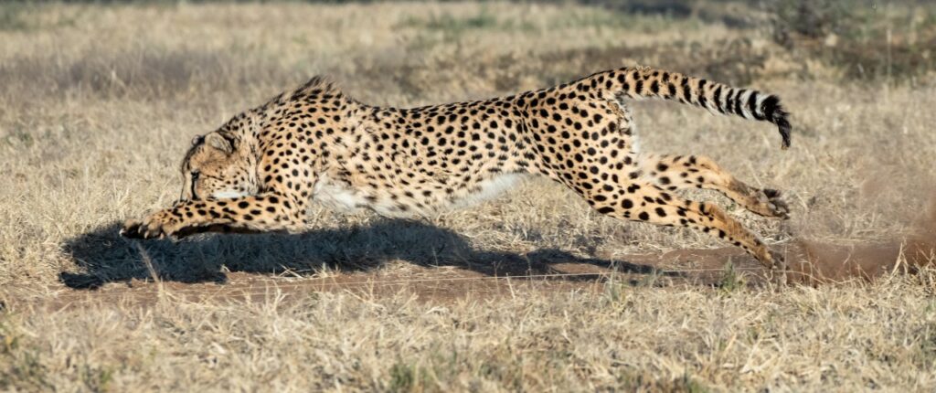 Outstretched cheetah running
