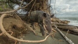 Tapir walking on the beach