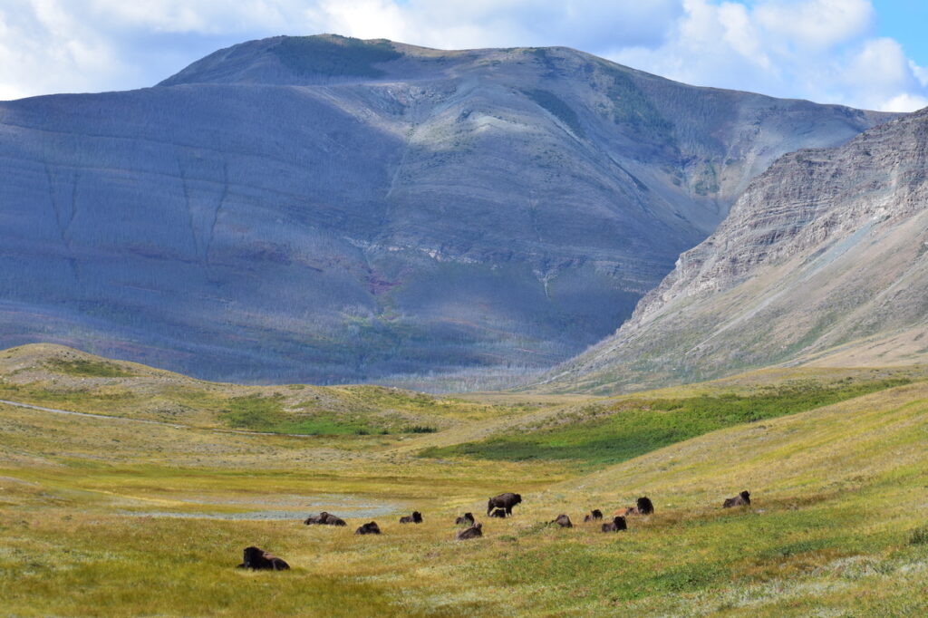 Bison rest in the grass in the foreground while mountains loom in the background