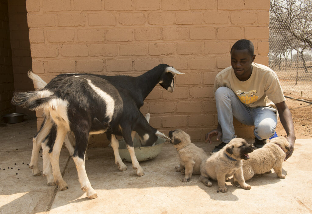 Man sits with three puppies and two goats