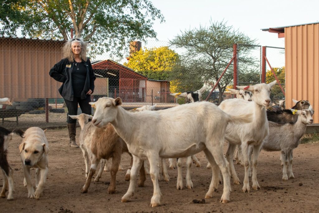 Woman stands in the background with goats and dogs in yard