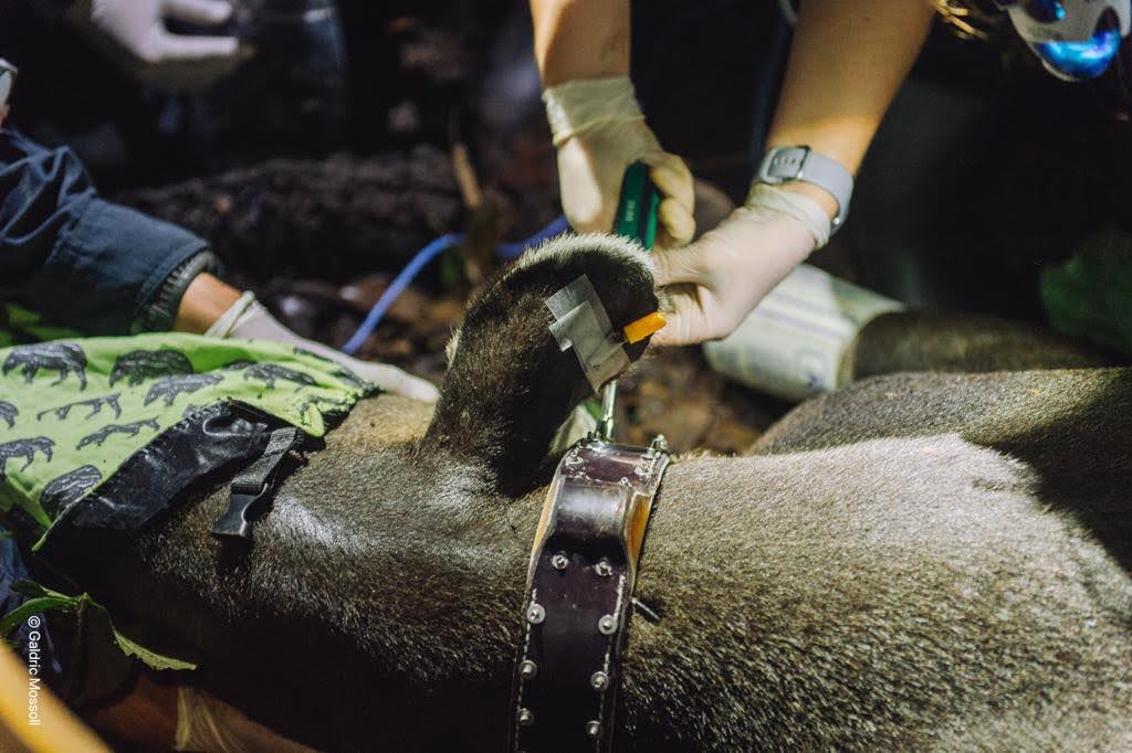 Researchers putting radio on tapir.