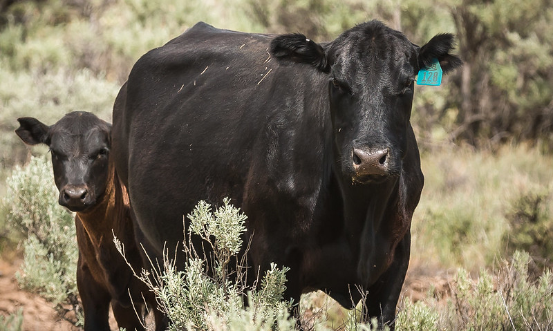 Adult and young cows stand in sagebrush. 