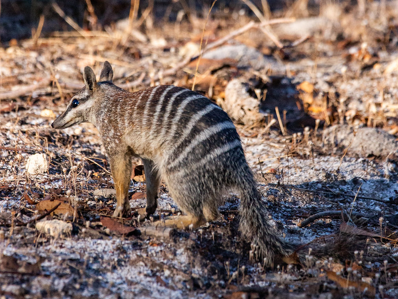 Small mammal with horizontal stripes on the back stand in dirt and small plants