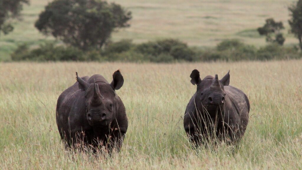 Two black rhinos stand in tall grass