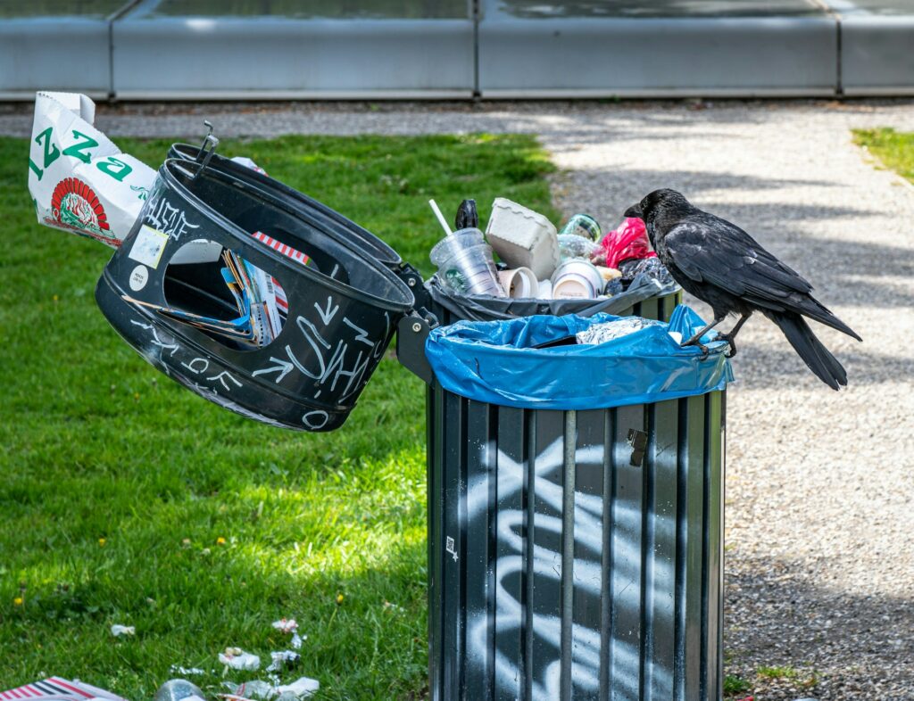 A crow sits on the rim of an outdoor trash can