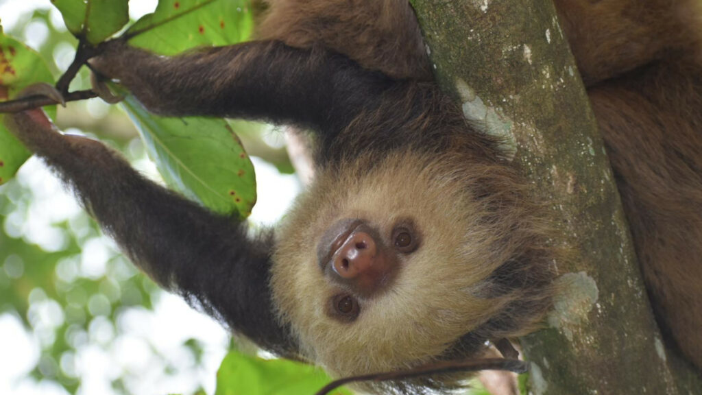 A sloth hangs upside-down in a tree