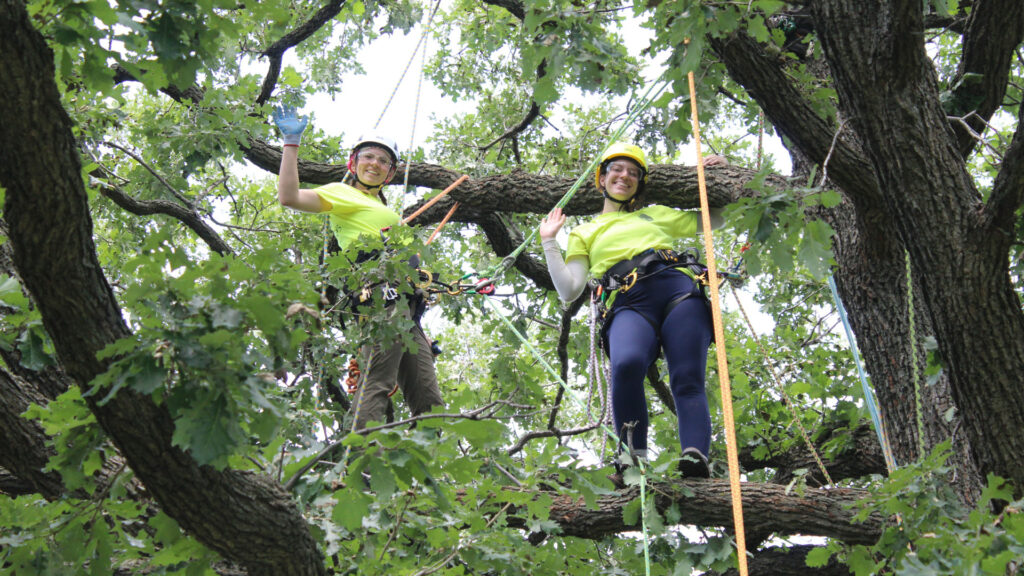 Two women in hardhats and bright yellow shirts stand on a branch high in a tree