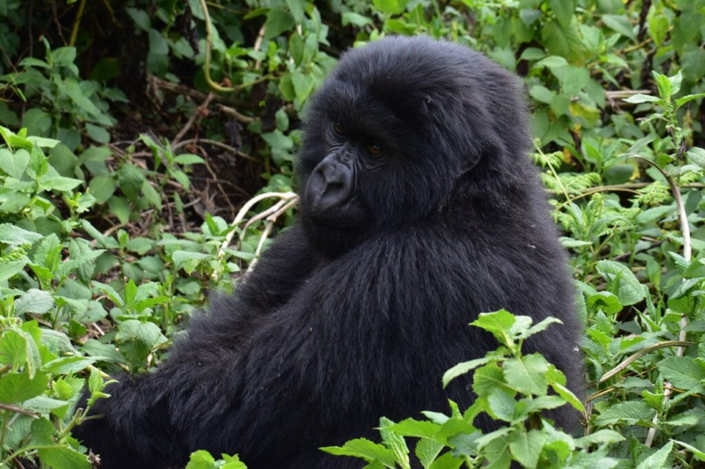 A mountain gorilla in a green landscape