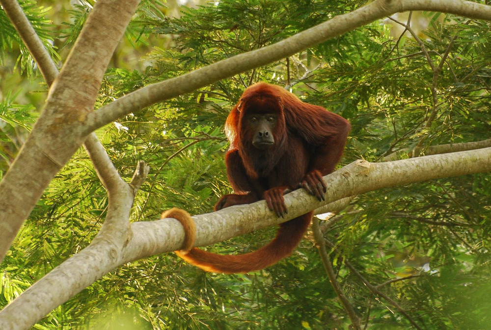 A red monkey stares into the camera, long tail wrapped around a branch