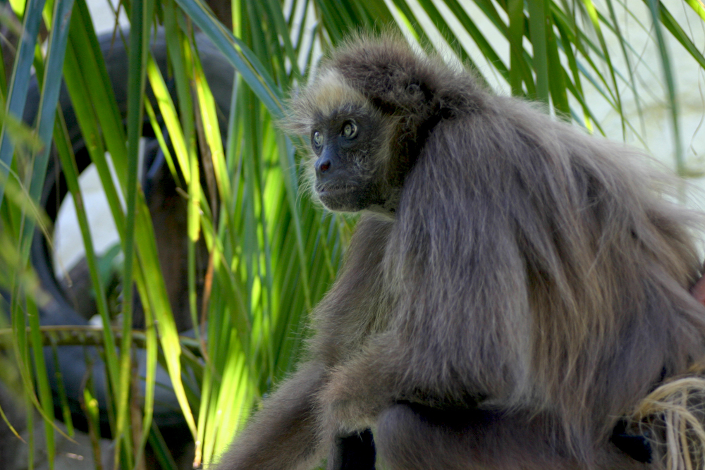 A brown/gray monkey with bright eyes against a leafy background