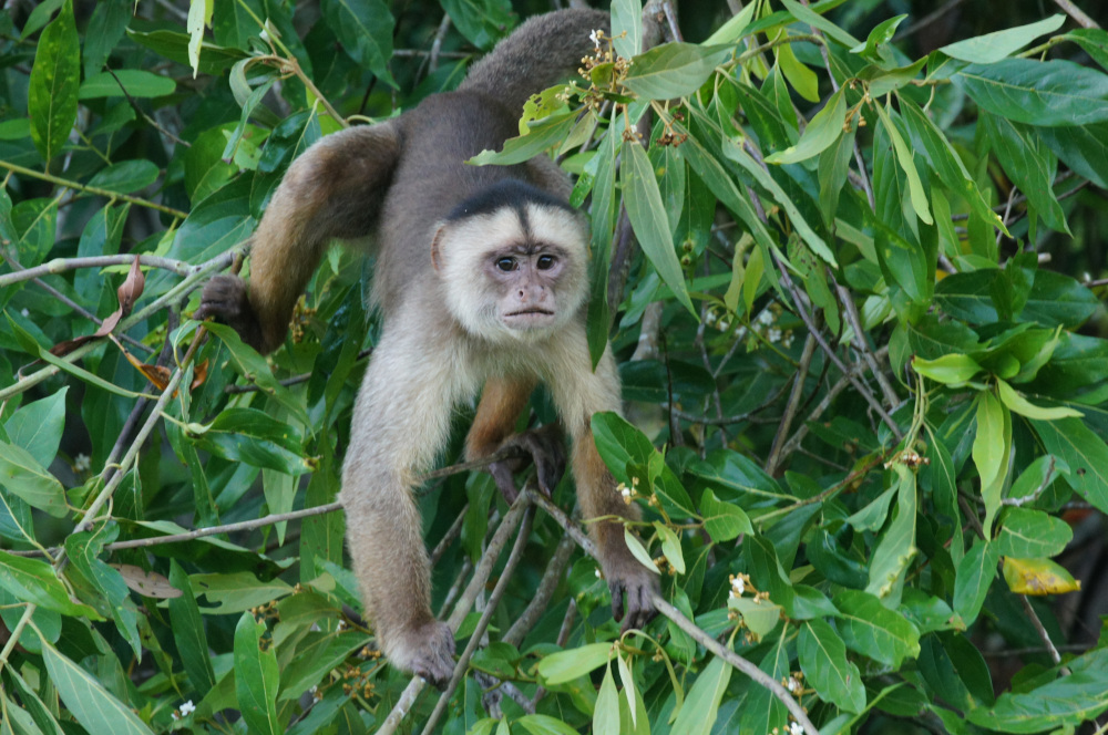 A brown and white monkey hangs upside-down on branches
