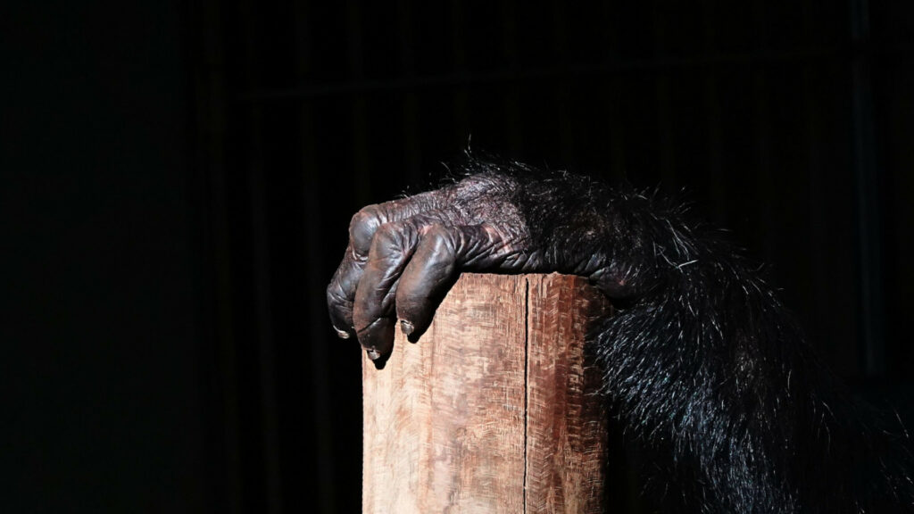 A closeup of a chimpanzee hand, resting on a wooden pole, against a black background