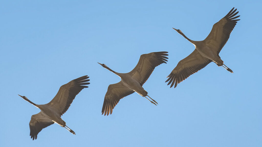 Three common cranes in flight against a blue sky