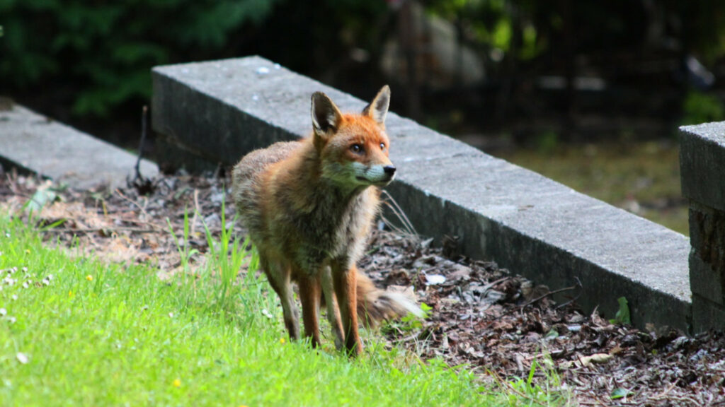 A fox stands next to an urban garden wall
