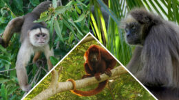 a collage of three monkey species against green leaves and trees