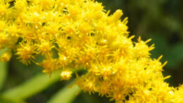 Goldenrod Isn’t Causing Your Spring Allergies — But It Is Killing Europe’s Ants and Butterflies