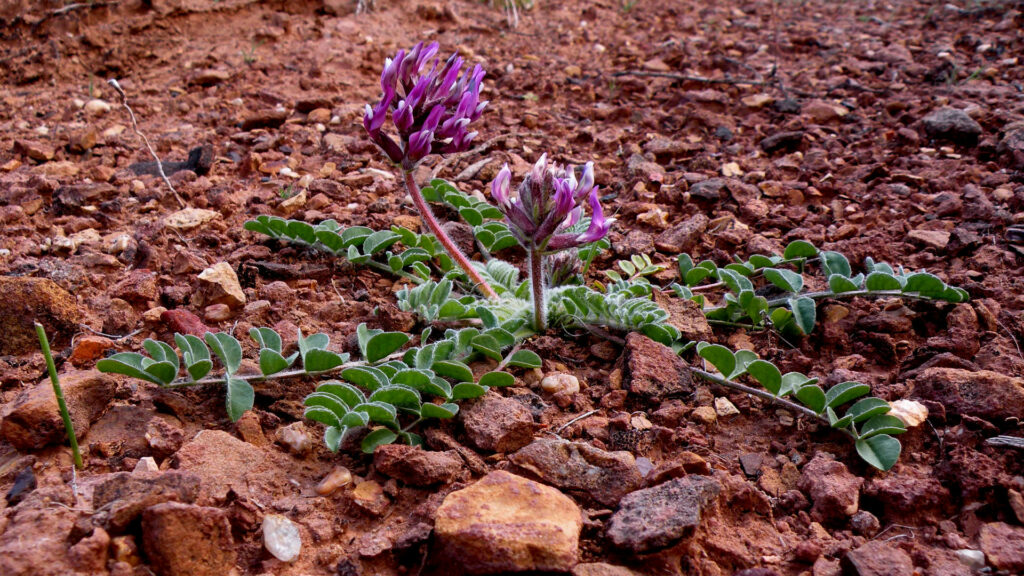 Tiny purple flowers burst their way out of a rocky landscape