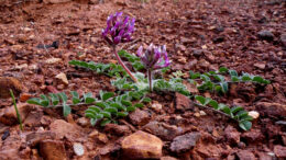 Tiny purple flowers burst their way out of a rocky landscape