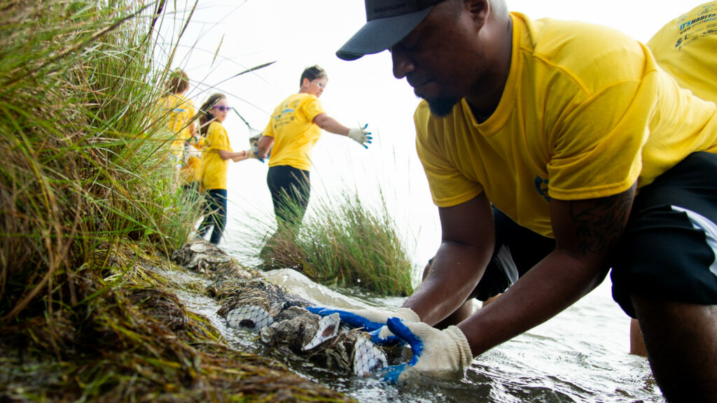 A volunteer in a yellow shirt places a mesh bag of oyster shells in the mud. Sea grasses and other volunteers in the background.
