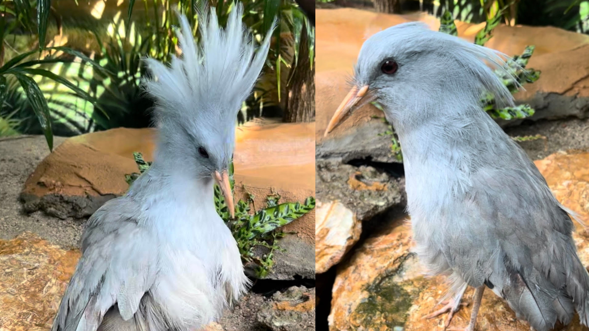 Two side-by-side images of a white-feathered bird with a yellow beak. In the left image, the crest on his head stands tall. Rocky background.