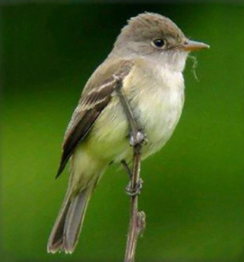 A small brown and white bird perched on a stick, against an out of focus green background