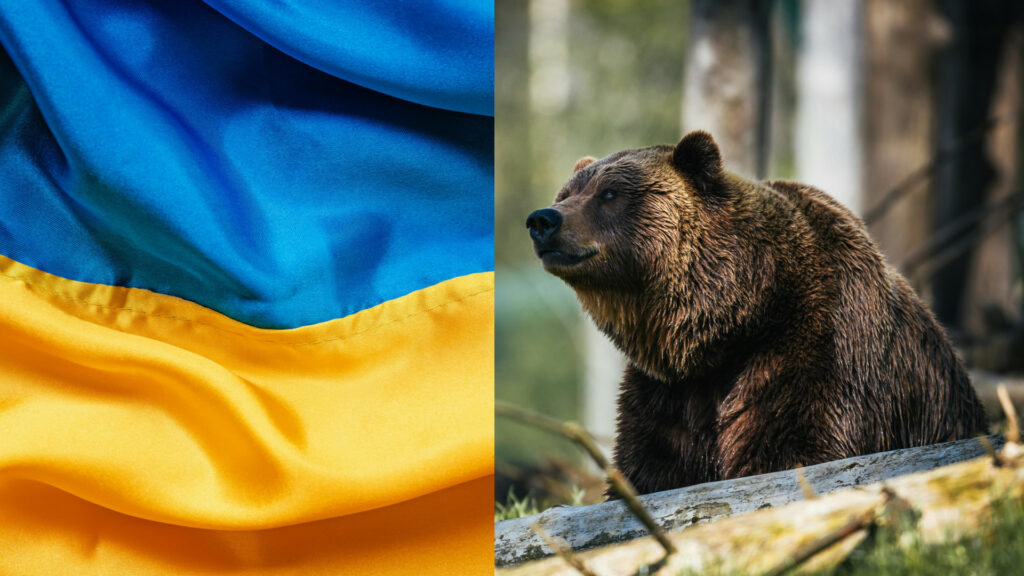 A blue and gold Ukrainian flag; a grizzly bear in the woods