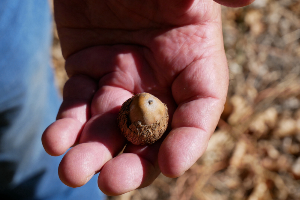 A closeup of an acorn cupped in a man's hand with a blurry background