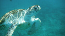A green sea turtle underwater.