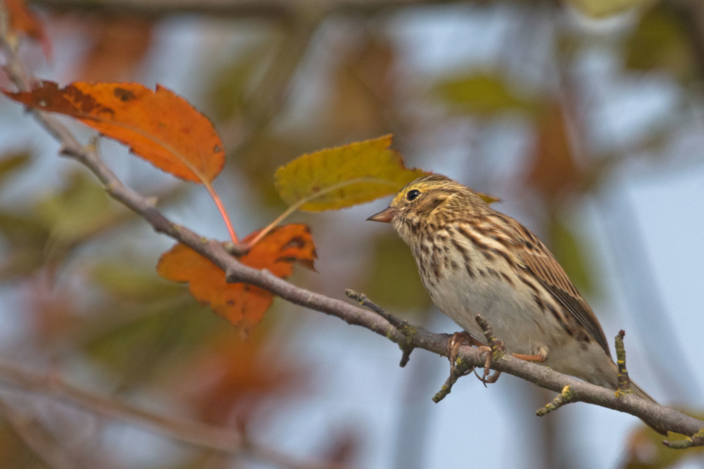A small bird with a white body and brown spots on its chest, with brown wings, sits on a branch with autumnal leaves