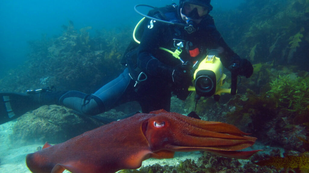 A videographer in a wetsuit and scuba gear swims next to a giant Australian cuttlefish