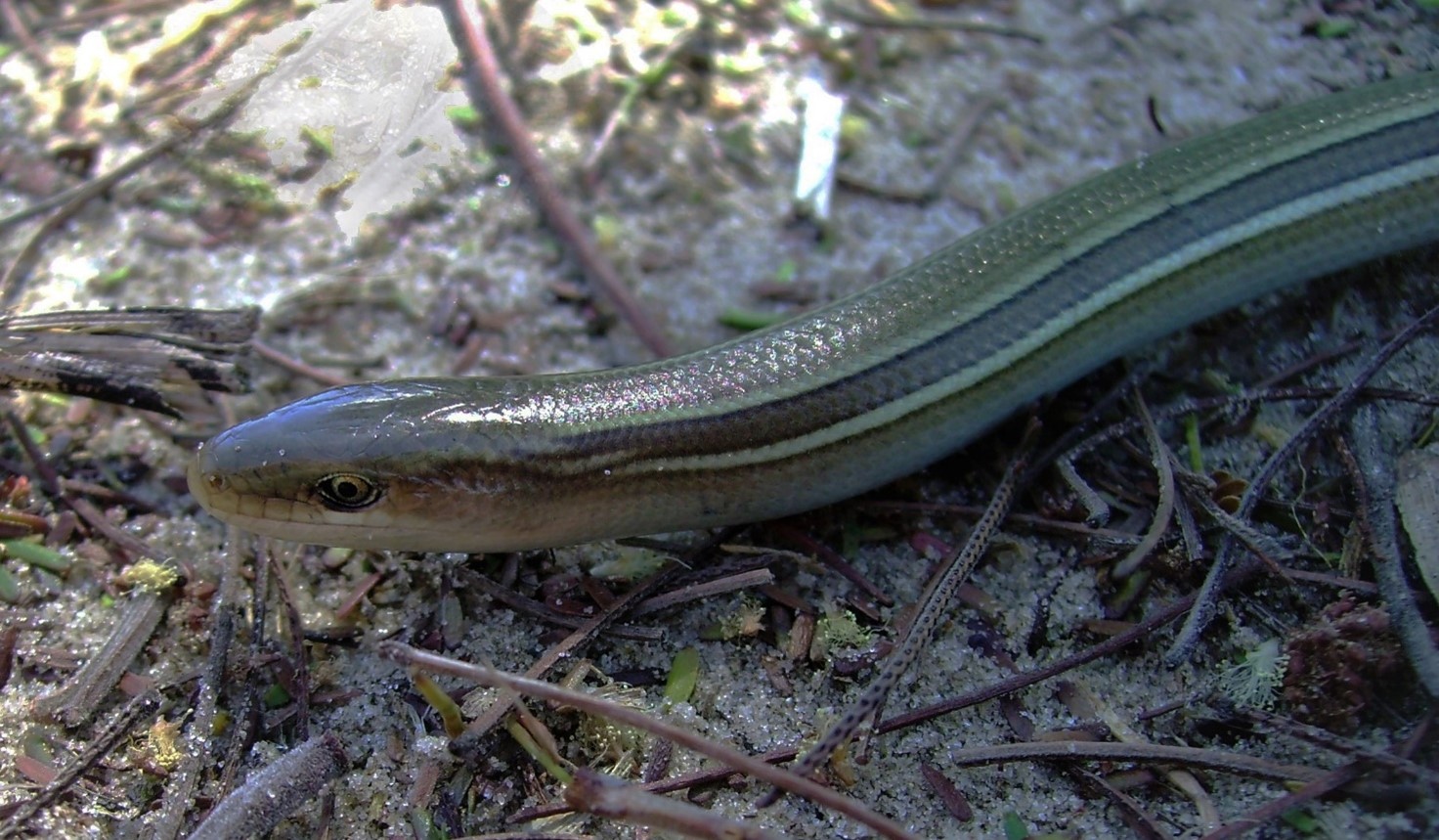 A close-up of a legless lizard head and part of its body, green with yellow and blue stripes, against a leaf-litter background