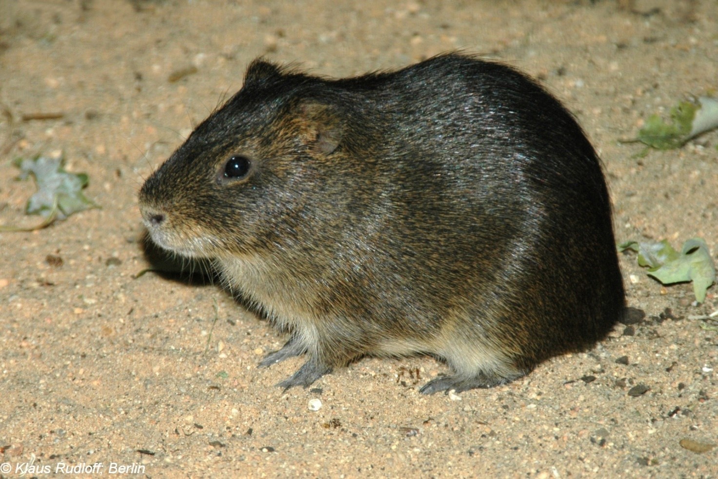 A small, brown rodent against a sandy ground with a few leafs or plants nearby