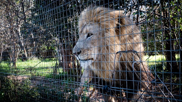 A male lion sits behind a wire fence
