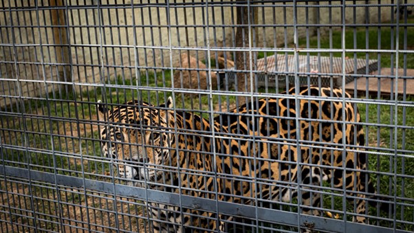 A jaguar in a cage