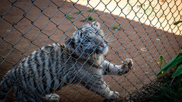 A dirty tiger cub stands with one paw against a wire fence