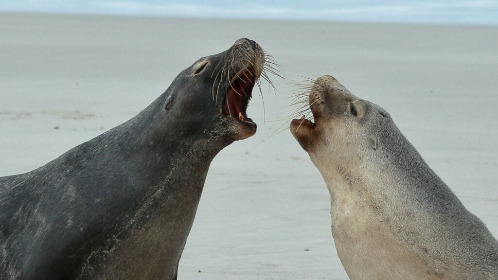 Two sea lions against a sandy beach bellowing at each other