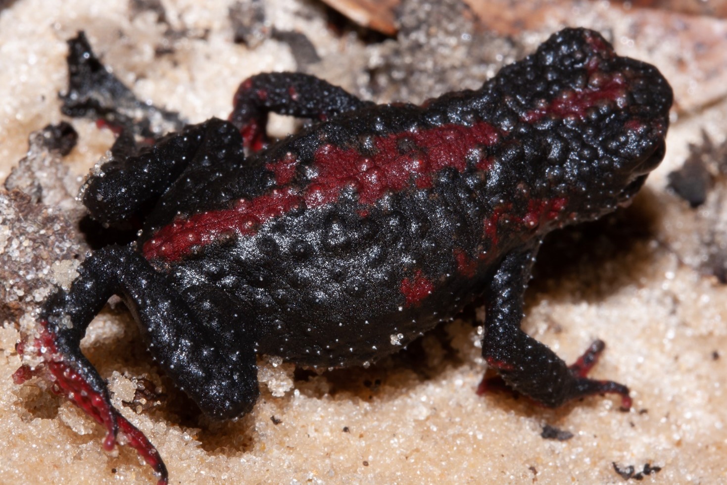 A black toad with red streaks against a sandy background