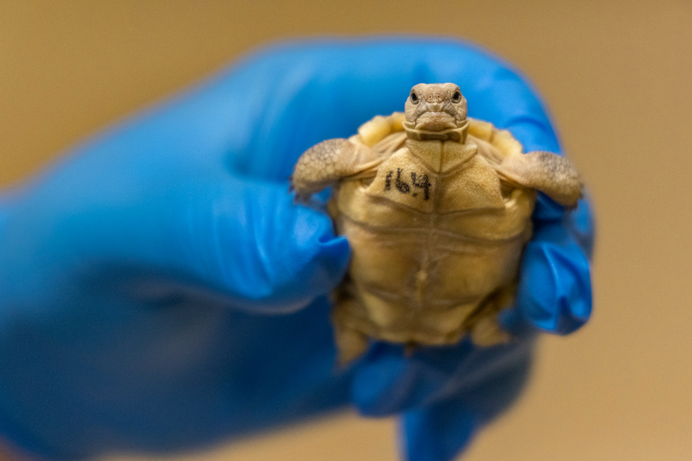 A tiny tortoise with numbers written on their chest is held aloft by a blue-gloved hand