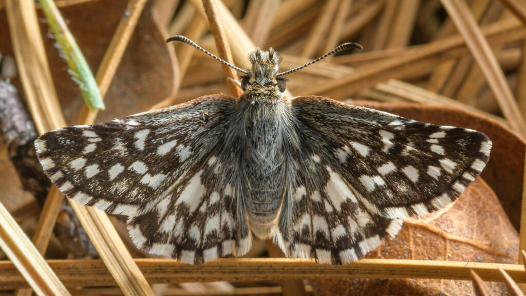 A tiny brown and white, hairy butterfly sits in dry grass