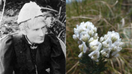 Rediscovering the Legacy of Mary Elizabeth Barber, South Africa’s First Female Botanist