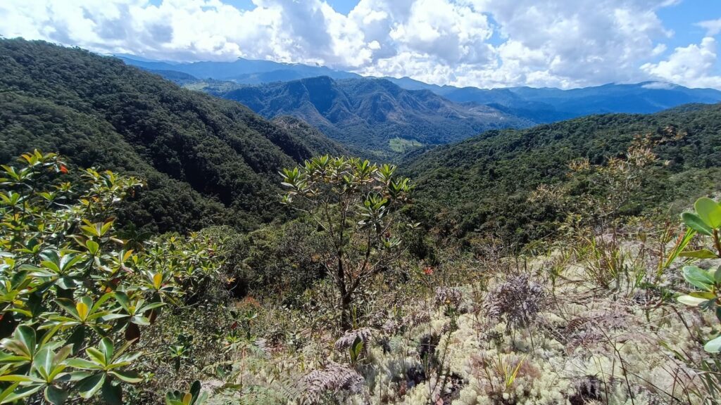 A conservation area of the Andean forest