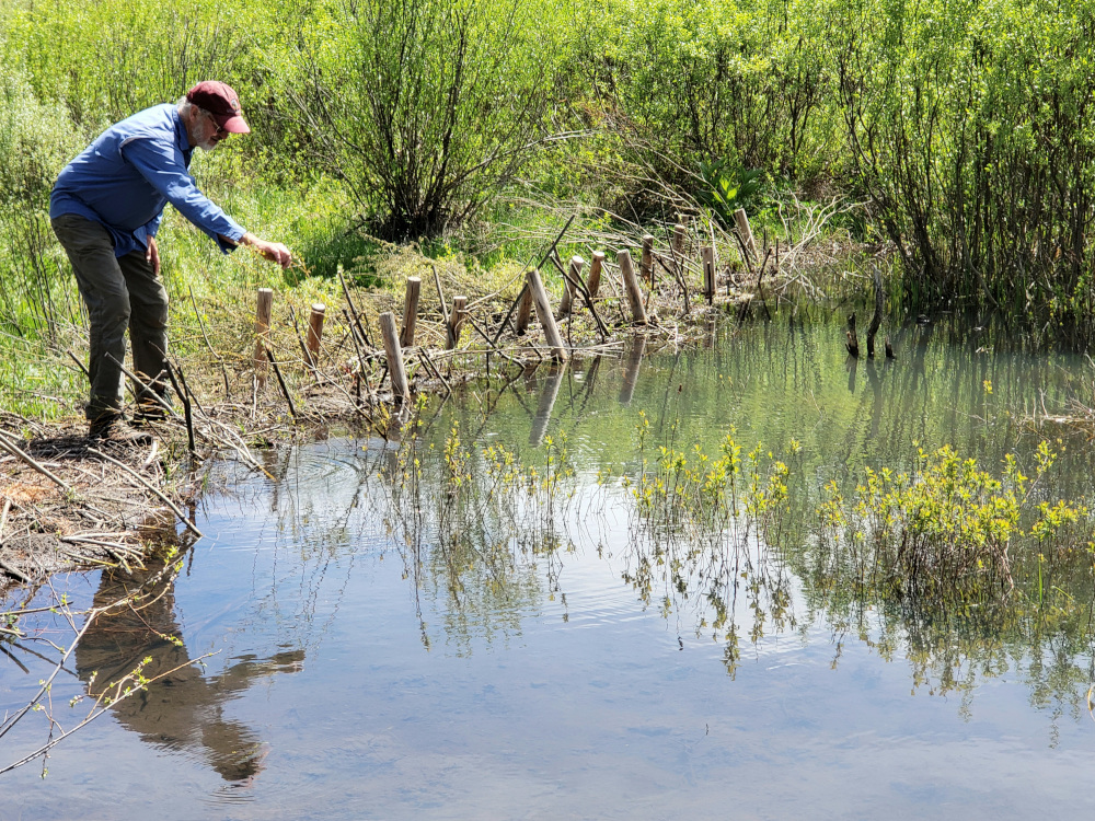 A man in a blue shirt and red cap leans over a body of water, with short wood poles sticking up along the edge