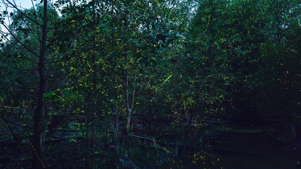A mangrove forest in Thailand at twilight